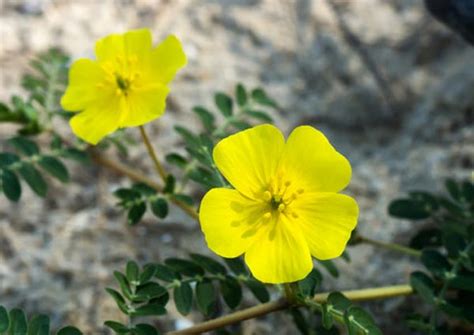 Everything You Need to Know About National Flower of UAE – Tribulus Omanense – Flowerdeliveryuae ...