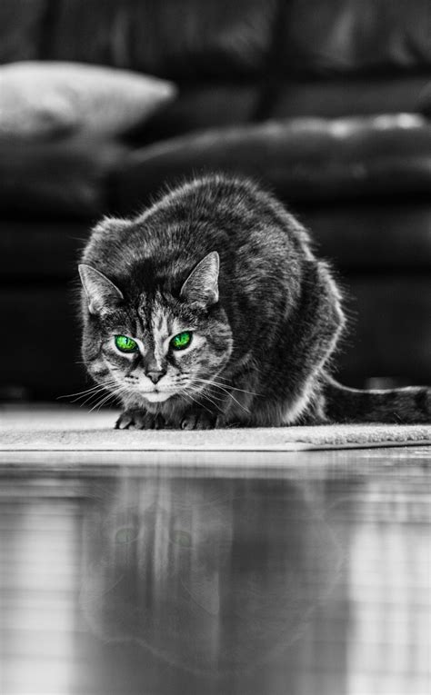 Download wallpaper 950x1534 green eyes, cat, monochrome, iphone, 950x1534 hd background, 889