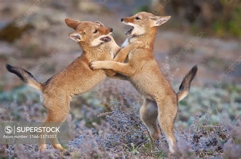 Ethiopian wolf pups wrestling - SuperStock