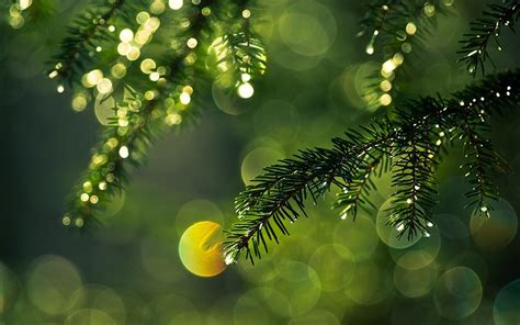 nature, Bokeh, Pine Trees, Leaves Wallpapers HD / Desktop and Mobile Backgrounds