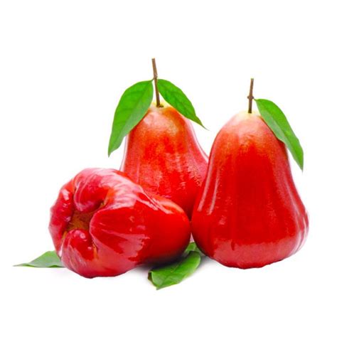 Jambu Fruit Clipart Images