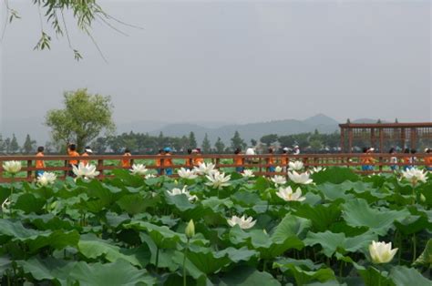 Muan White Lotus Festival (무안연꽃축제) - Discover Latest K-Pop News, K ...