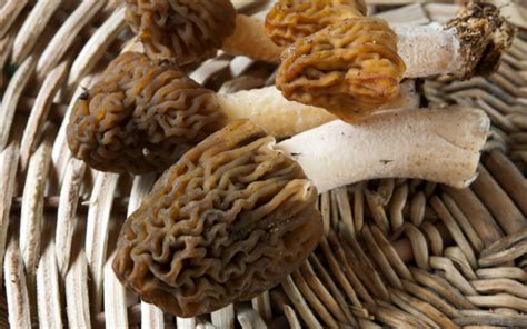 False Morels? Two Types To Look Out For - FreshCap Mushrooms