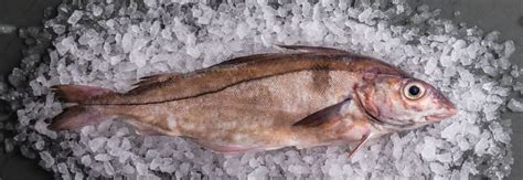 Haddock Sustainable Guide: Is Haddock Sustainable in the UK?