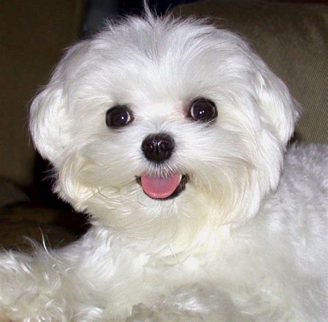 8 best Maltese Haircuts images on Pinterest | Maltese puppies, Dog ...