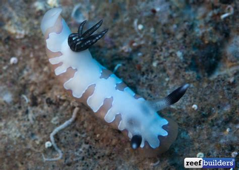 Meet the tiniest “Sea Bunny” you ever did see | Reef Builders | The ...