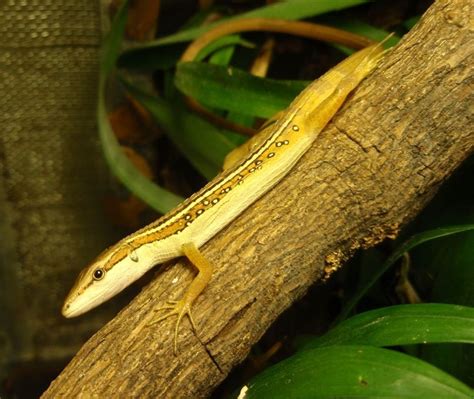 Takydromus sexlineatus ocelatus - photo | Reptarium