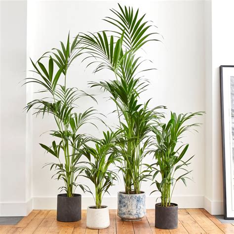 Kentia Palm - Botanic Lush indoor plants delivery