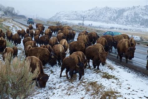 National Geographic on Instagram: “When Yellowstone's wild bison herds migrate out of the park ...