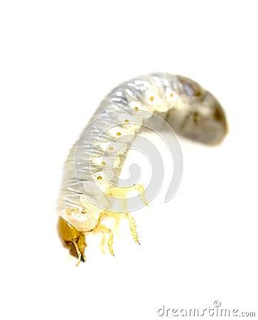 June Bug Larvae Stock Image - Image: 24419171