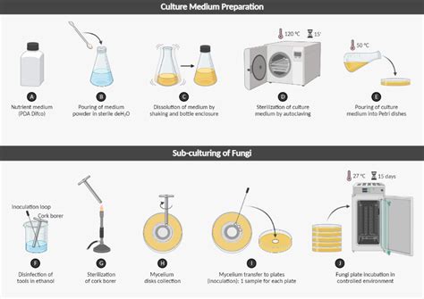 Culture Medium Preparation and Sub-culturing of Fungi | BioRender Science Templates