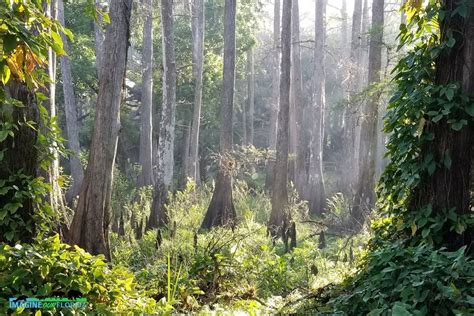 Fisheating Creek Wildlife Management Area – Imagine Our Florida, Inc