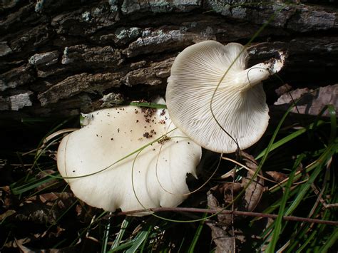 **Official Texas Mushroom Hunting Thread 2014** - Mushroom Hunting and ...