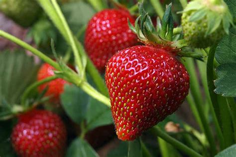 35 of the Best Strawberry Varieties for Home Gardeners | Gardener's Path