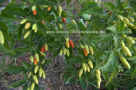 Growing in the Fall Vegetable Garden - Growing The Home Garden