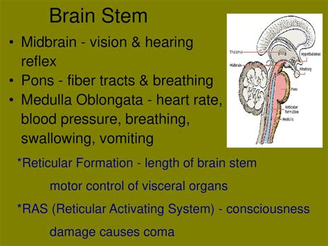 The Brain. - ppt download