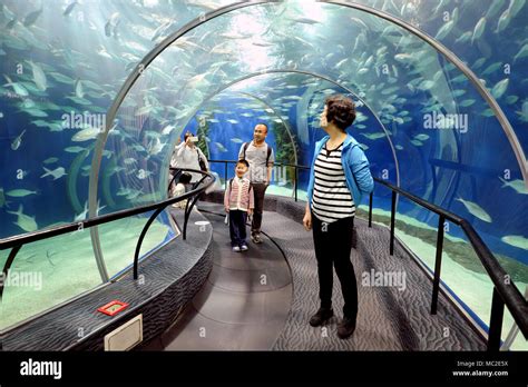 Family enjoying Shanghai Ocean Aquarium - moving through a tunnel on a conveyor belt (left ...