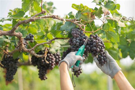 La vendemmia - la prima fase del processo di vinificazione