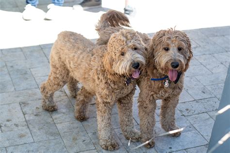 Photo Gallery- F1 Goldendoodle 18 – USDoodles