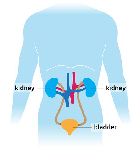 What are kidneys? - Transplant Living