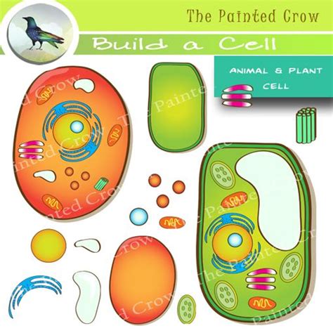 This Build a Cell clipart set features one pre-built plant cell, one pre-built animal cell, and ...