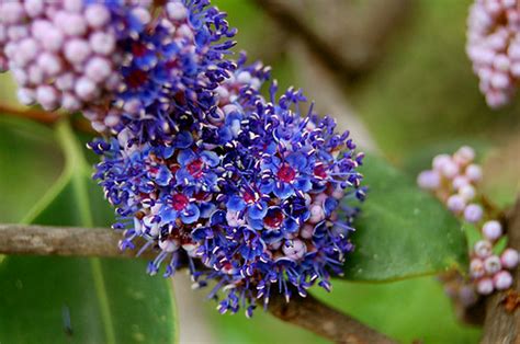 Ironwood Tree | Flowers of Memecylon umbellatum from Melasto… | Flickr