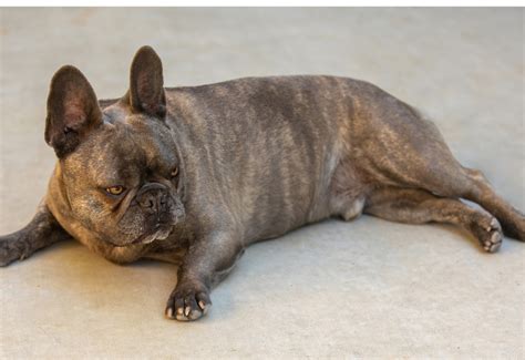 Is My French Bulldog Overweight? 8 Ways To Help Your French Bulldog ...