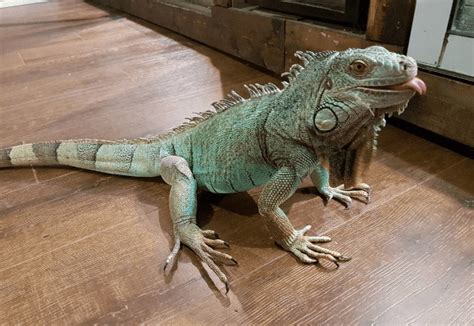 What Pet Iguana Keepers Want You to Know | ReptiFiles