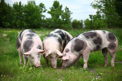 Pig Breeds to Start Raising for the Homestead or Backyard Livestock Farming, Goat Farming, Farm ...