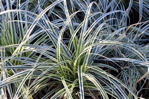 15 of the Best True Sedge Plant Varieties for the Home Garden