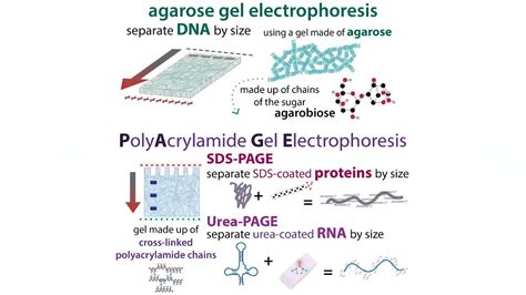 Protein Gel Electrophoresis Can | edu.svet.gob.gt