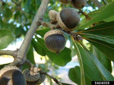 How to Identify Oak Trees Using Acorns | Mississippi State University Extension Service