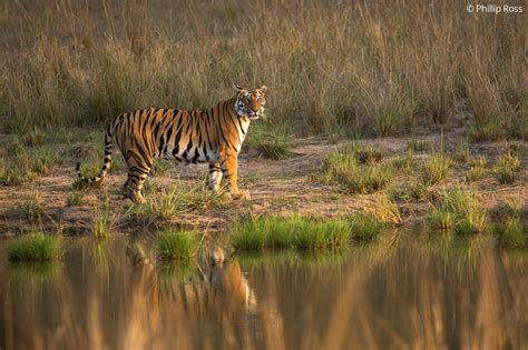 Bandhavgarh Wildlife Photography Tour - Tiger Photo Tour | The Outback ...