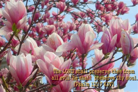 Spring Flowers Bible Verses - 1800x1200 Wallpaper - teahub.io