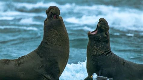 Elephant Seal Fight