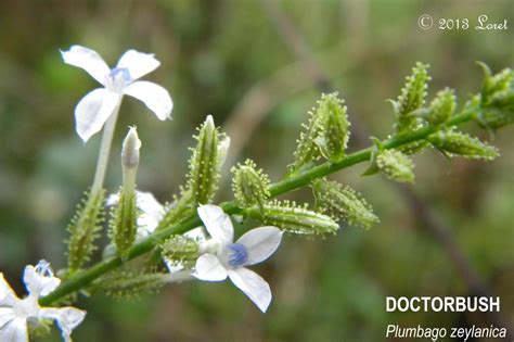 DOCTORBUSH (Plumbago zeylanica) | Florida native plants, Herbal plants, Native plants