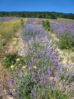 Photos of the Aroma Tours Provence Lavender Tour