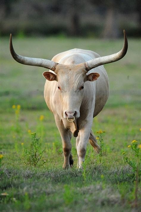 40 Beautiful Pictures of African Animals with Horns