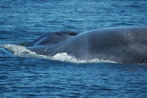 Scientists Studying Blue Whale DNA Uncover an Epic Journey by “Isabela” and First Link to ...