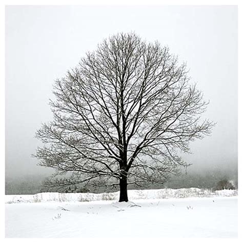 Vermont Photography | Winter Maple | Jon Olsen