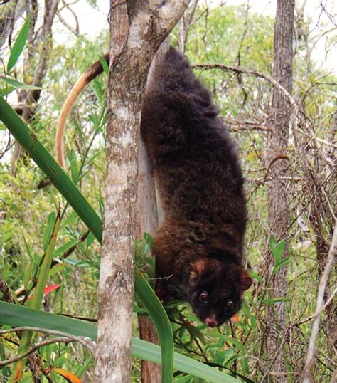 Pseudocheirus occidentalis the ringtail possum (shown here) only acts somewhat similarly to its ...