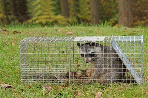 How A Raccoon Trap Works