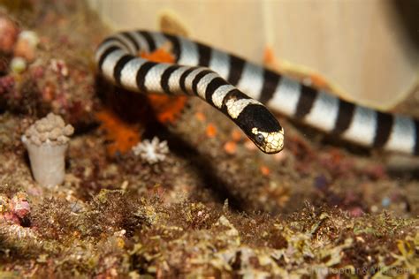 Portrait of a sea snake - banded or yellow-lipped sea krait (Laticauda ...