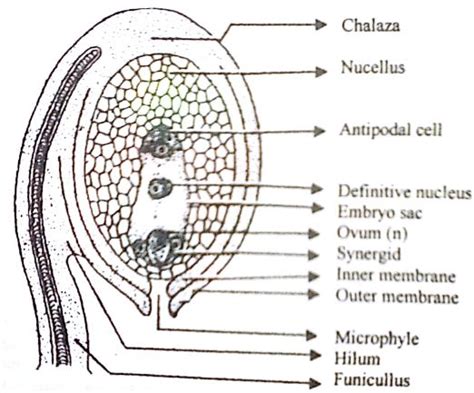 Describe with a Labelled Diagram of a Typical Ovule - QS Study