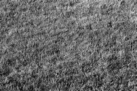 Natural Grass Texture in Black and White. Stock Photo - Image of land ...