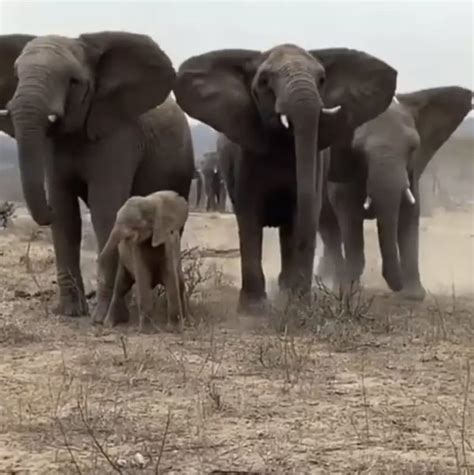 This albino elephant was left alone and orphaned until she found a ...