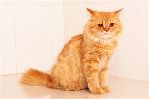 Garfield Cat Breed: The Persian Tabby – Petsmont