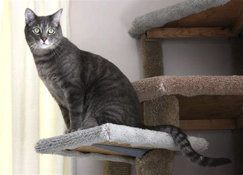 Gray Tabby Cat Perched on Kitty Climbing Tree Picture | Free Photograph | Photos Public Domain