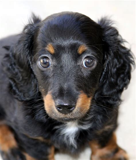Mini Longhair Dachshund Puppy Free Stock Photo - Public Domain Pictures