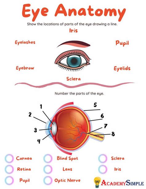 Parts Of The Eye For Kids Worksheet